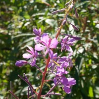 Rosebay Willowherb
